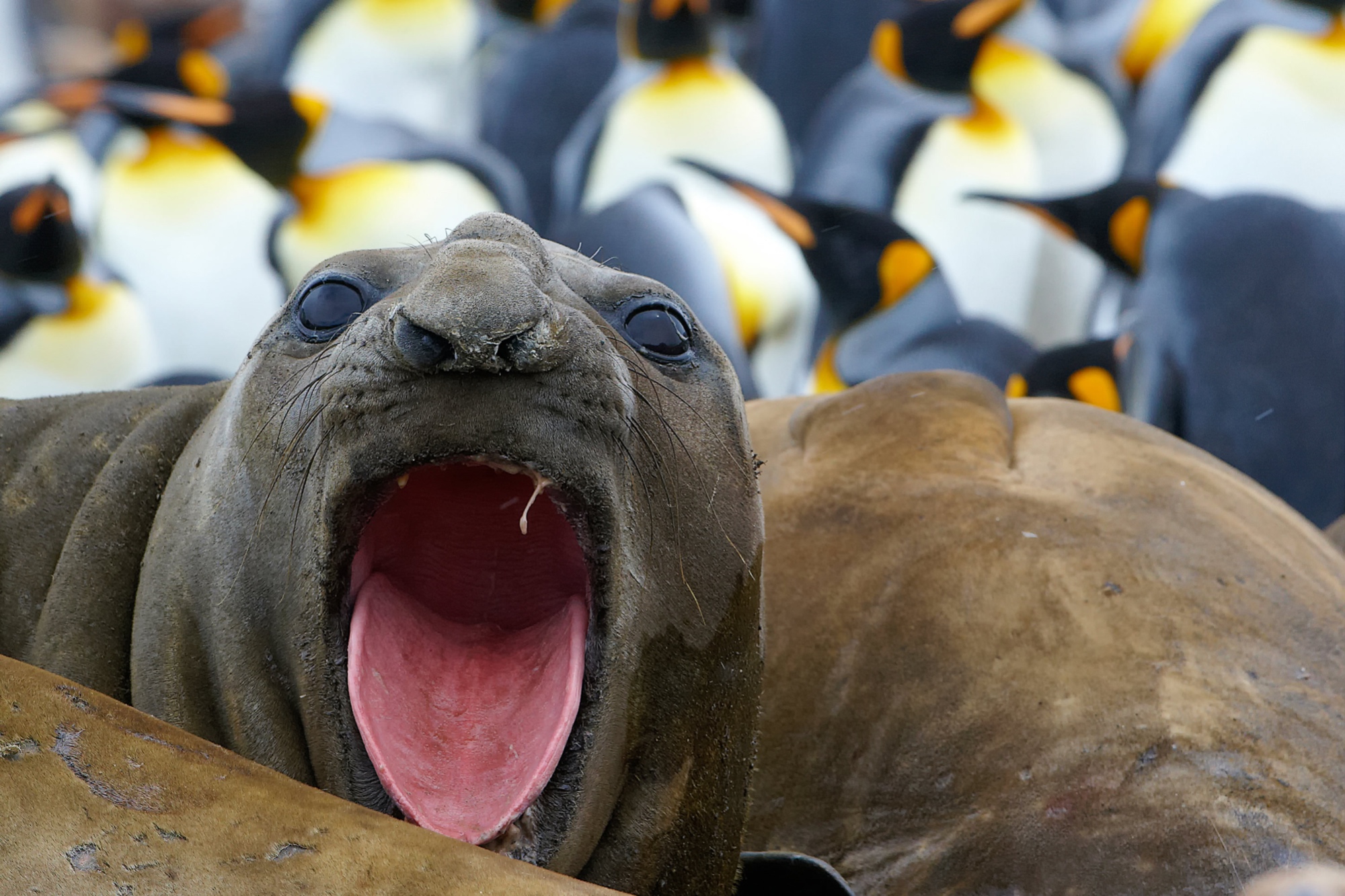 drohender Seeelefant,  St. Andrews Bay